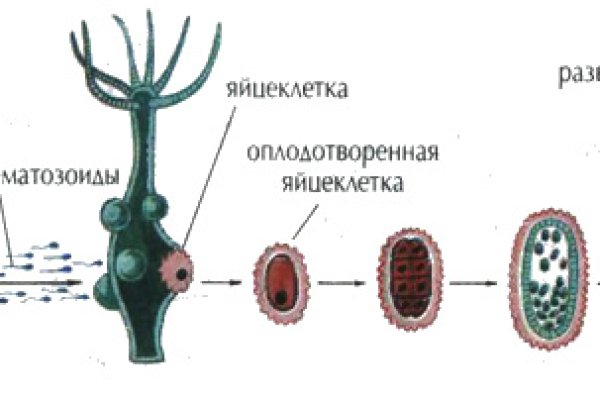 Как вернуть деньги с кракена